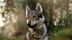 Fiberglass (photo): neverjetna quintessence wolf in pes